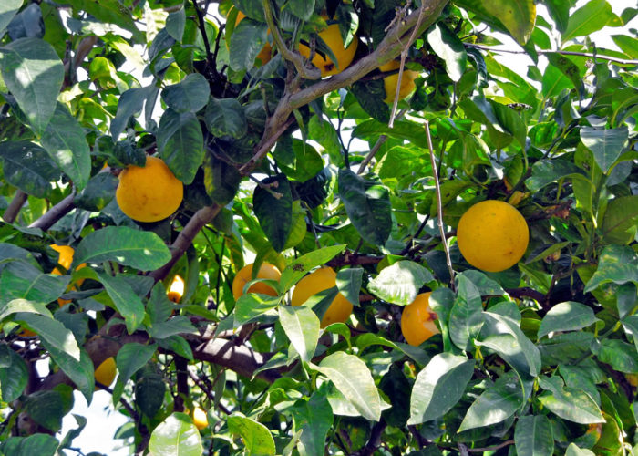bergamots in a bergamot tree