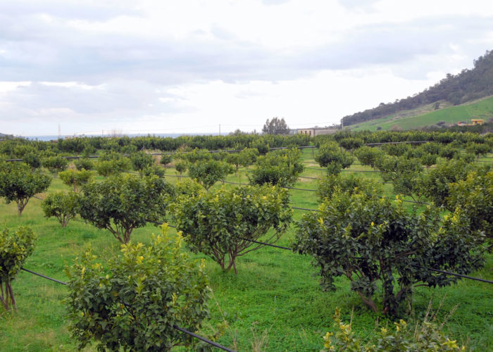 Bergamot orchards in Calabria